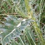 Carduus nutans Leaf