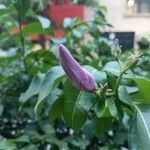 Cryptostegia madagascariensis Flower