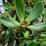 Myrsine guianensis Leaf