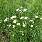 Leucanthemum ircutianum Квітка