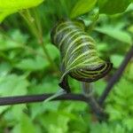 Arisaema triphyllumBlad