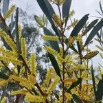 Acacia longifolia花