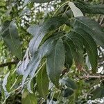 Fraxinus excelsiorFuelha