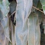 Elaphoglossum crassipes পাতা