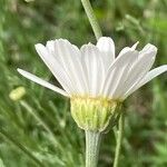 Tanacetum cinerariifolium Flor
