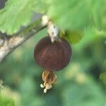 Ribes inerme Fruto