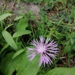Centaurea napifolia Floare