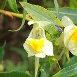 Linaria vulgarisŽiedas