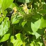 Lonicera japonica Leht