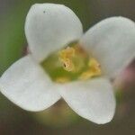 Thlaspi perfoliatum Çiçek