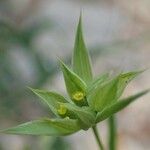 Bupleurum baldense Habit