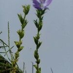 Triodanis perfoliata Otro