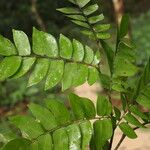 Tessmannia lescrauwaetii Blatt