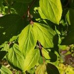 Kolkwitzia amabilis Leaf