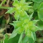 Ranunculus muricatus Fruit