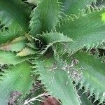 Eryngium serra 葉