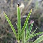 Trifolium purpureum Листок