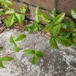 Rubus flagellaris Leaf