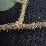 Duboscia macrocarpa Corteza