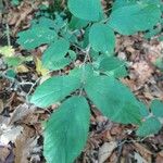 Rubus nigricans Blatt