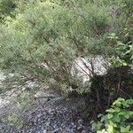 Salix eleagnos موطن
