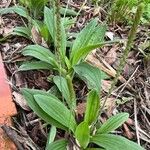 Plantago australis Deilen