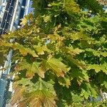 Acer saccharum পাতা