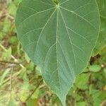 Abutilon exstipulare Leaf