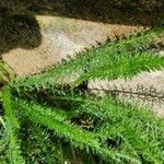 Achillea nobilisBlad