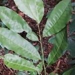 Rhabdophyllum welwitschiiHoja