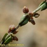 Galium verticillatum Ffrwyth