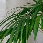 Howea forsteriana Hoja