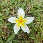 Plumeria alba ফুল