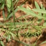 Nigella nigellastrum Likasa