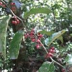 Amborella trichopoda Fruit