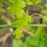 Tanacetum parthenium 葉