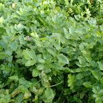 Nasturtium officinale Hábito