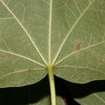 Jatropha costaricensis Écorce