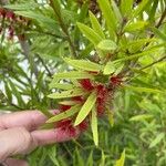 Callistemon citrinusLeaf