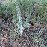 Astragalus mollissimus Foglia