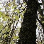 Celtis occidentalis Bark