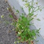 Arabidopsis thaliana Habit