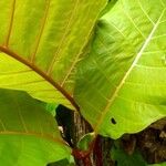 Mitragyna stipulosa Blatt