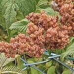 Sorbaria sorbifolia Fula