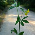 Lotus angustissimus Habitus