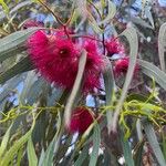 Eucalyptus leucoxylon Blüte