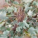 Eryngium maritimum Blad