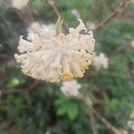 Edgeworthia tomentosa 花