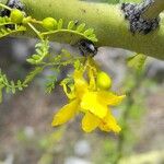 Parkinsonia praecox Цветок