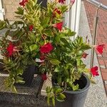 Mandevilla sanderi Habit